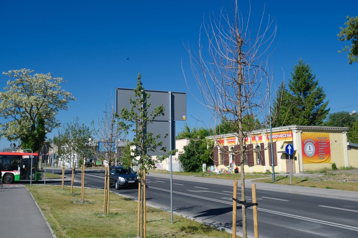 Uschnięte drzewa obok Dworca Lublin