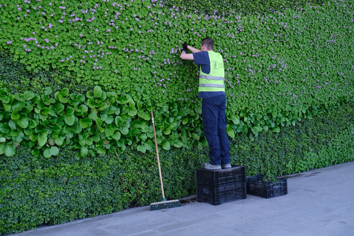 Wymiana uschniętych roślin w zielnej ścianie Dworca Lublin
